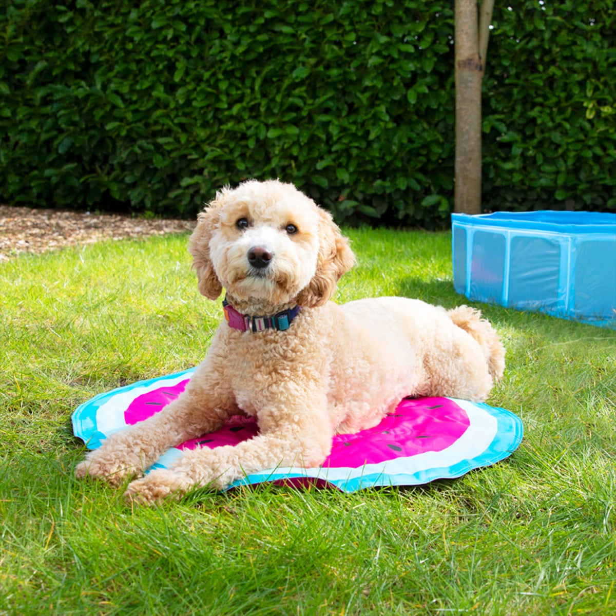 My Pets Cooling Mat - Watermelon